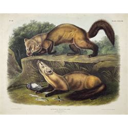 John Woodhouse Audubon (American 1812-1862): 'Mustela Martes Linn - Pine Marten (Male & Female Winter Pelage Natural Size)', Plate 138 from 'The Viviparous Quadrupeds of North America', lithograph with hand colouring pub. John T Bowen, Philadelphia 1848, 55cm x 70cm (unframed) Provenance: Vendor acquired through family descent - Audubon's son (colourer of prints) was married to the vendor's relative (great grand-father's sister).