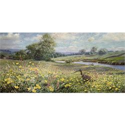 Richard Tratt (British 1953-): Curlew in Water Meadow with Buttercups, oil on canvas signed 30cm x 60cm
