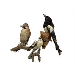 Taxidermy: Magpie, Jay and Great Grey Shrike, all full mounts perched on a branch (3)