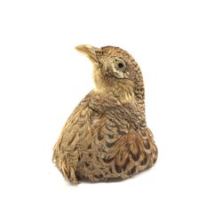 Taxidermy: Hen Pheasant, head mount, H13cm 