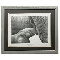 Gary Hodges (British 1954-): 'Baby African Elephant Suckling', limited edition black and white print signed and numbered 775/850 in pencil 30cm x 40cm