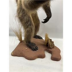 Taxidermy: Baboon (Papio hamadryas ursinus) full mount standing on back legs with arms forward and mouth agape in aggressive pose H85cm