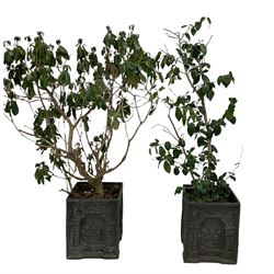 Pair of composite square garden planters with St George cast