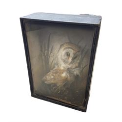 Taxidermy: 19th/ early 20th century cased Barn Owl (Tito alba), full mount perched upon faux rock work base in a natural setting, enclosed within ebonised glazed display case, bearing label for S.A. Nobbs Taxidermists, Lincoln, H41cm, W29cm, D13cm 