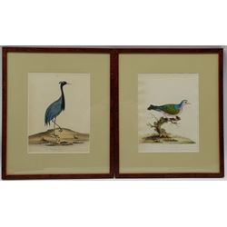 Ann and Emily Hayes (18th/19th century): 'Numidian Crane' and 'The Green Winged Pigeon', pair hand-coloured engravings from 'Portraits of Rare and Curious Birds from the Menagery of Osterly Park' by William Hayes, pub. W. Bulmer & Co, London 1794, 26cm x 19.5cm (2)