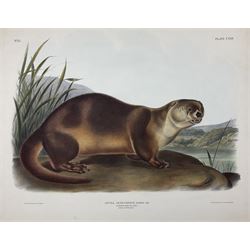 John Woodhouse Audubon (American 1812-1862): 'Lutra Canadensis Sabine Var - Lataxina Millis Gray - Canada Otter (Male)', Plate 122 from 'The Viviparous Quadrupeds of North America', lithograph with hand colouring pub. John T Bowen, Philadelphia 1847, 55cm x 70cm (unframed) Provenance: Vendor acquired through family descent - Audubon's son (colourer of prints) was married to the vendor's relative (great grand-father's sister).