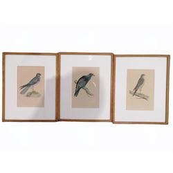 Three hand-coloured engravings of birds of prey 19cm x 13cm (3)