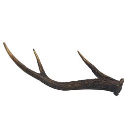 Antlers/Horns: Red Deer Stag (Cervus Elaphus) 19th/ early 20th century three-point anter, L60cm 