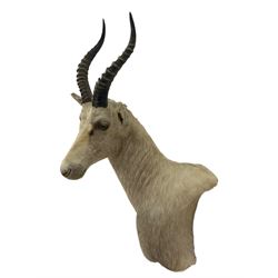 Taxidermy: White Blesbok (Damaliscus pygargus phillipsi), modern, South Africa, an adult male shoulder mount turned to the right, 51cm from the wall, height 92cm