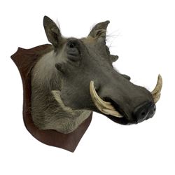 Taxidermy: A Common Warthog (Phacochoerus africanus), a large adult head mount looking straight ahead, mounted on mahogany shield, D56cm x  H57cm