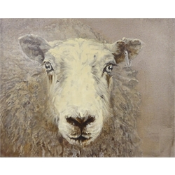 Sarah Williams (British 1961-): Sheep, oil on canvas signed and dated 2019 verso 41cm x 50cm 
Notes: Sarah graduated from Norwich School of Art and Design in 1984 with a first-class BA Hons in Fine Art and, having won the Stowell's Trophy, was awarded an unconditional place to study MA Painting at the Royal Academy. She comes from a family of creative talent - her father, Reg Williams, was a member of the York Four. During her three years at Norwich Art School, she exhibited regularly in the school gallery and Norwich Castle and visited Switzerland, exhibiting and working with Kurt Rupe. More recently, she has exhibited in galleries around England and has had her own businesses in Interior Design, Architectural Design, Furniture Design and Jewellery. Sarah has recently returned to painting full-time and, having used a multitude of mediums in her creative work, now confesses she is an oil-paint addict. It is 