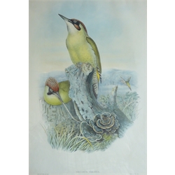  After John Gould (British 1804-1881): 'Gecinus Viridis' - European Green Woodpecker, colour lithograph by Henry Constantine Richter (British 1821-1902) pub. Walter & Cohn 49cm x 33cm  