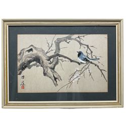 Chinese School (Early 20th century): Bird on Cherry Blossom Branch, watercolour indistinctly signed and with artist's seal 30cm x 46cm