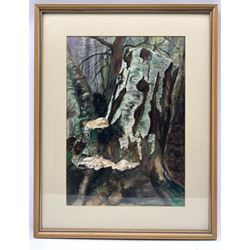 Audrey Curran (British Contemporary): 'Funghi, Ham Woods' Silver Birch with Polypore Funghi, watercolour signed with monogram AC, 51cm x 36cm