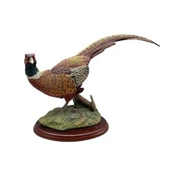 Border Fine Arts 'Game Birds' series Pheasant W38cm 