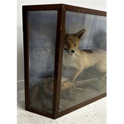 Taxidermy: Cased diorama of a Red Fox (Vulpes vulpes) full mount standing with a Pheasant kill, amidst faux painted rockwork, fauna, grasses and ferns, set against a sky painted backdrop, enclosed within a three-glass pine display case, L129cm, D29cm, H67cm