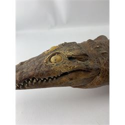 Taxidermy: Caiman Crocodile (Caiman Crocodilus), early 20th century full mount, L126cm 