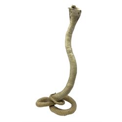 Taxidermy: Indian Cobra (Naja naja), mid to late 20th century, mounted in upright position, H59cm 