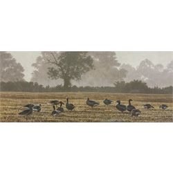 Andrew Hutchinson (British 1961-): Greylag Geese, watercolour and gouache signed 18cm x 43cm