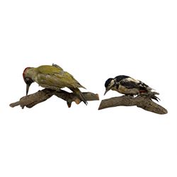 Taxidermy: Green Woodpecker and a Greater Spotted Woodpecker, full mounts perched on a branch (2)
