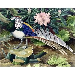 David Binns (British 1935-): 'Lady Amherst's Pheasant', watercolour signed and dated '66, 26cm x 33cm