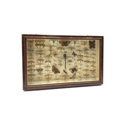 Natural History: A framed display of Butterflies and Insects, mostly labelled, in mahogany case 41cm x 26cm 