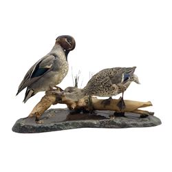 Taxidermy: Two ducks perched on a branch above a stream, L46cm overall
