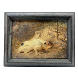 Circle of George Armfield (British 1808-1893): White Terrier Hunting, oil on panel indistinctly signed 16cm x 23cm
