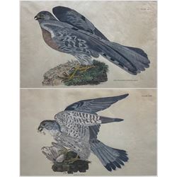 Prideaux John Selby (British 1788-1867): 'Ash Coloured Harrier (Male)' and 'Merlin (Male)', pair engravings with hand colouring pub 'Illustrations of British Ornithology' 1819-1834, 26cm x 41cm (2)