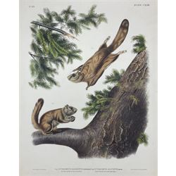John Woodhouse Audubon (American 1812-1862): 'Pteromys Sabrinus Pennant - Severn River Flying Squirrel and Pteromys Alpinus Rich - Rocky Mountain Flying Squirrel', Plate 143 from 'The Viviparous Quadrupeds of North America', lithograph with hand colouring pub. John T Bowen, Philadelphia 1848, 70cm x 55cm (unframed)
Provenance: Vendor acquired through family descent - Audubon's son (colourer of prints) was married to the vendor's relative (great grand-father's sister).