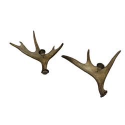 Pair of Moose Antler candlesticks, each with a single chromed sconce, W42cm max