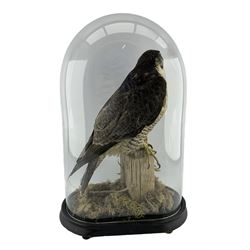 Taxidermy: Victorian cased Peregrine Falcon (Falco peregrinus), full male mount stood atop a wooden post in a naturalistic ground, enclosed beneath a period oval glass dome with ebonised base, raised upon four bun feet, H54cm D22cm W36cm