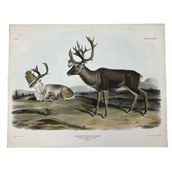 John Woodhouse Audubon (American 1812-1862): 'Tarandus Furcifer Agassiz - Caribou or American Rein-Deer (Males - 1. Summer Pelage 2. Winter Pelage)', Plate 126 from 'The Viviparous Quadrupeds of North America', lithograph with hand colouring pub. John T Bowen, Philadelphia 1847, 55cm x 70cm (unframed) Provenance: Vendor acquired through family descent - Audubon's son (colourer of prints) was married to the vendor's relative (great grand-father's sister).