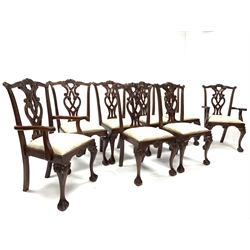Set eight (6+2) Chippendale style mahogany dining chairs with cream damask drop in seats, raised on leaf carved cabriole supports with ball and claw feet, W60cm