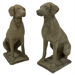 Pair of cast stone garden seated hunting dogs, possibly pointers, facing forward