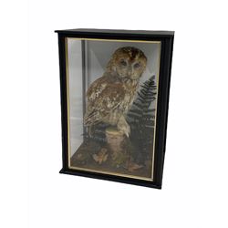 Taxidermy: A cased Tawny Owl (Strix Aluco), full mount perched on tree stump, circa 2017, H46cm x D22cm with CITES A10 (non-transferable) licence no. 595372/01