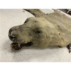 Taxidermy: Early 20th century Polar Bear Skin (Ursus maritimus), adult skin rug with head mount mouth agape, limbs outstretched, back with black material nose to tail 274cm