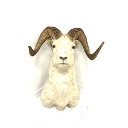 Taxidermy: Wild Goat, shoulder mount, bearing Knopp Bros taxidermy label, H80cm x W55cm 