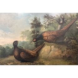 German School (19th/20th century): Pheasants in Countryside Clearing, oil on panel signed 'F Haller' 35cm x 51cm