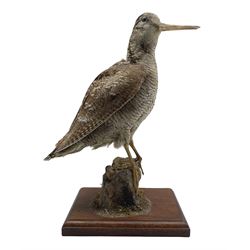 Taxidermy - Woodcock standing on a grassy mound and on wooden base H31cm