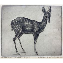 William Evan Charles Morgan (British 1903-1979): 'Harnessed Antelope', limited edition etching signed titled and dated '29, numbered 45/50, 13cm x 15cm