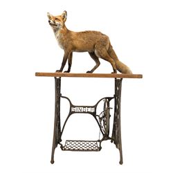 Taxidermy: Full study of a standing fox, mounted on a repurposed cast metal singer sewing machine base L89cm