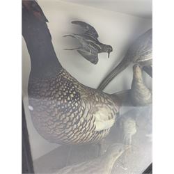 Taxidermy: Cased diorama of British game birds including Pheasant male and female, English Partridge, Corn Crake, Woodcock, Snipe, Jack Snipe and Quail in naturalistic background with plain paper background in ebonised case