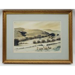 John Urwin (British Contemporary): Sheep Grazing in Winter, watercolour signed and dated (19)92, 35cm x 54cm