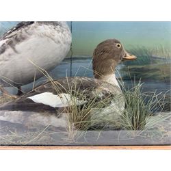 Taxidermy: Pair of Common Goldeneye (Bucephala clangula) together with a juvenile in naturalistic setting detailed with grass, set against a painted scenic backdrop, encased within an ebonised single pane display case H52cm, W82cm, D26.5cm