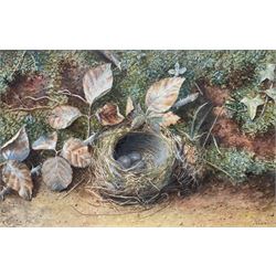 Vincent Clare (British 1855-1930): Still Life of Birds Nest and Eggs, watercolour signed 22cm x 34cm