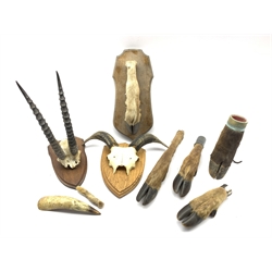 Taxidermy - Deer foot with silver mount inscribed 'Dunkerley Hill Gate 1934', another on a wall shield, three others and two pairs of horns on wall shields