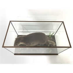 Taxidermy - A cased otter (Lutra lutra) in naturalistic setting with a log and vegetation by Dave Hornbrook Taxidermy of Guisborough in fully glazed case and with trade label to underside 46cm x 76cm x 39cm 