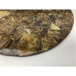 Polished ammonite plate, Jurassic period, formed of individual ammonites, D28cm