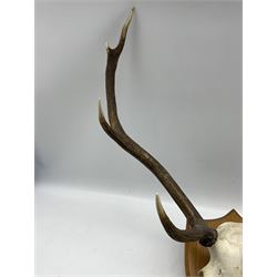 Taxidermy: Pair of seven point stag antlers with skull cap on oak shield, W61cm 